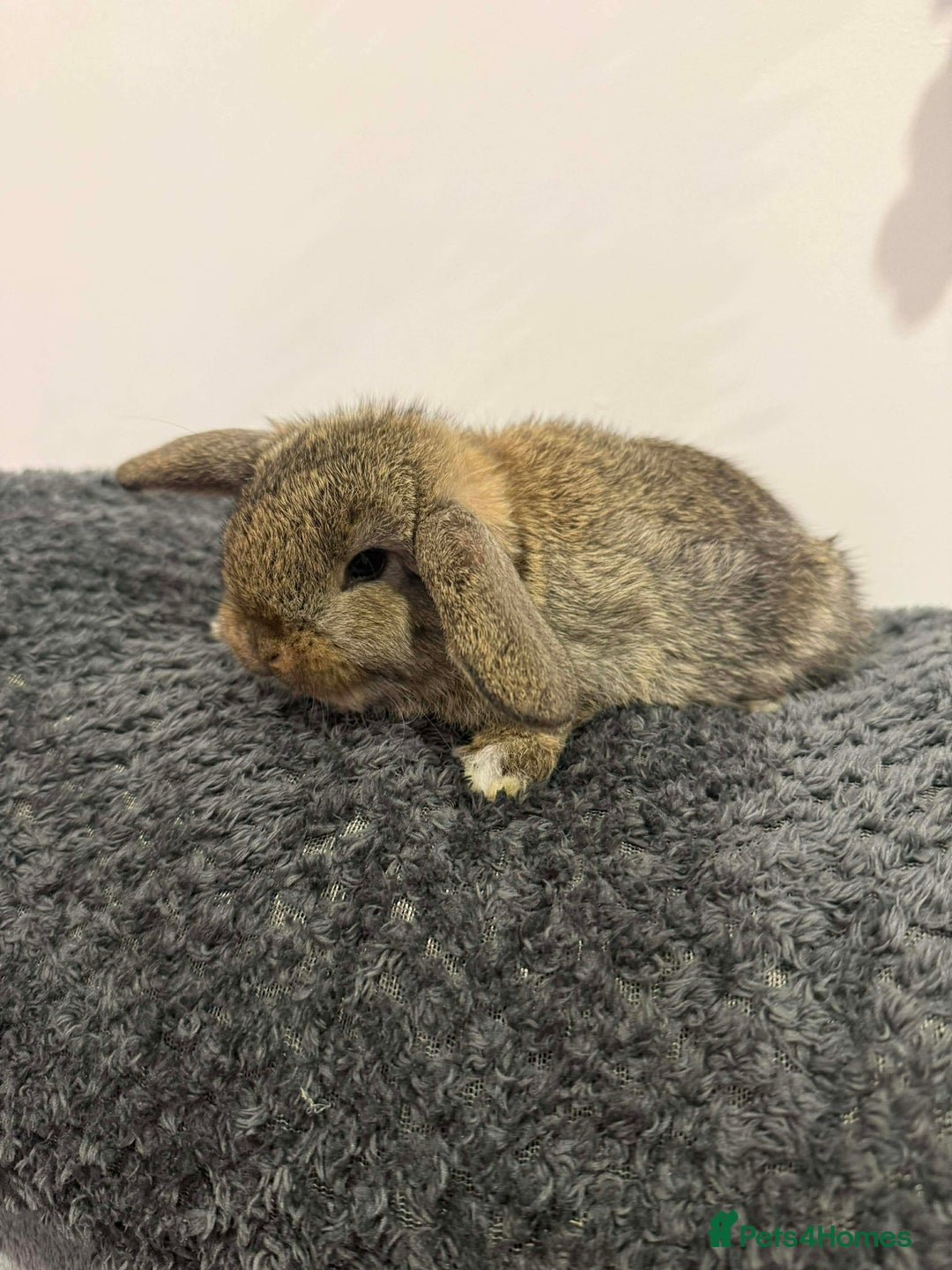 Mini Lop rabbits for sale: Mini lops  - Advert 3