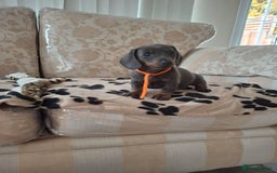 Miniature Dachshund dogs for sale: Miniature dachshund puppies - Image 14