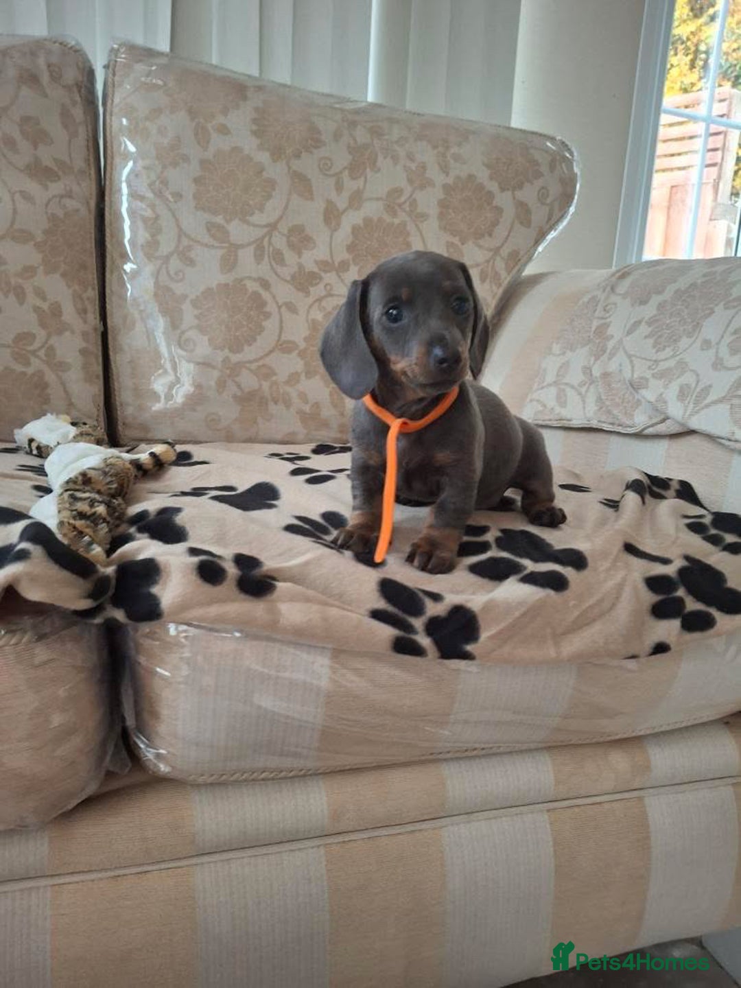 Miniature Dachshund dogs for sale: Miniature dachshund puppies - Image 14