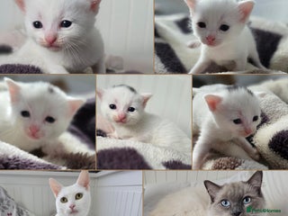 Mixed Breed cats Mixed kittens😻😽Ragdoll x domestic 🙀👌 - Advert 2