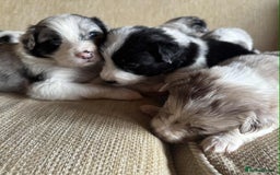 Border Collie dogs for sale: Stunning Border Collie Puppies - Image 3