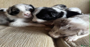 Border Collie dogs - Advert 3