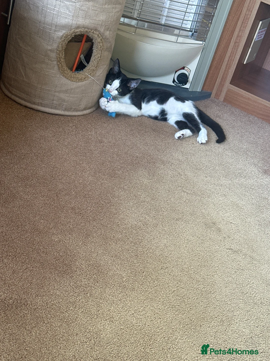 Domestic Shorthair cats for sale: 2 male kittens  in Bedford - Advert 4