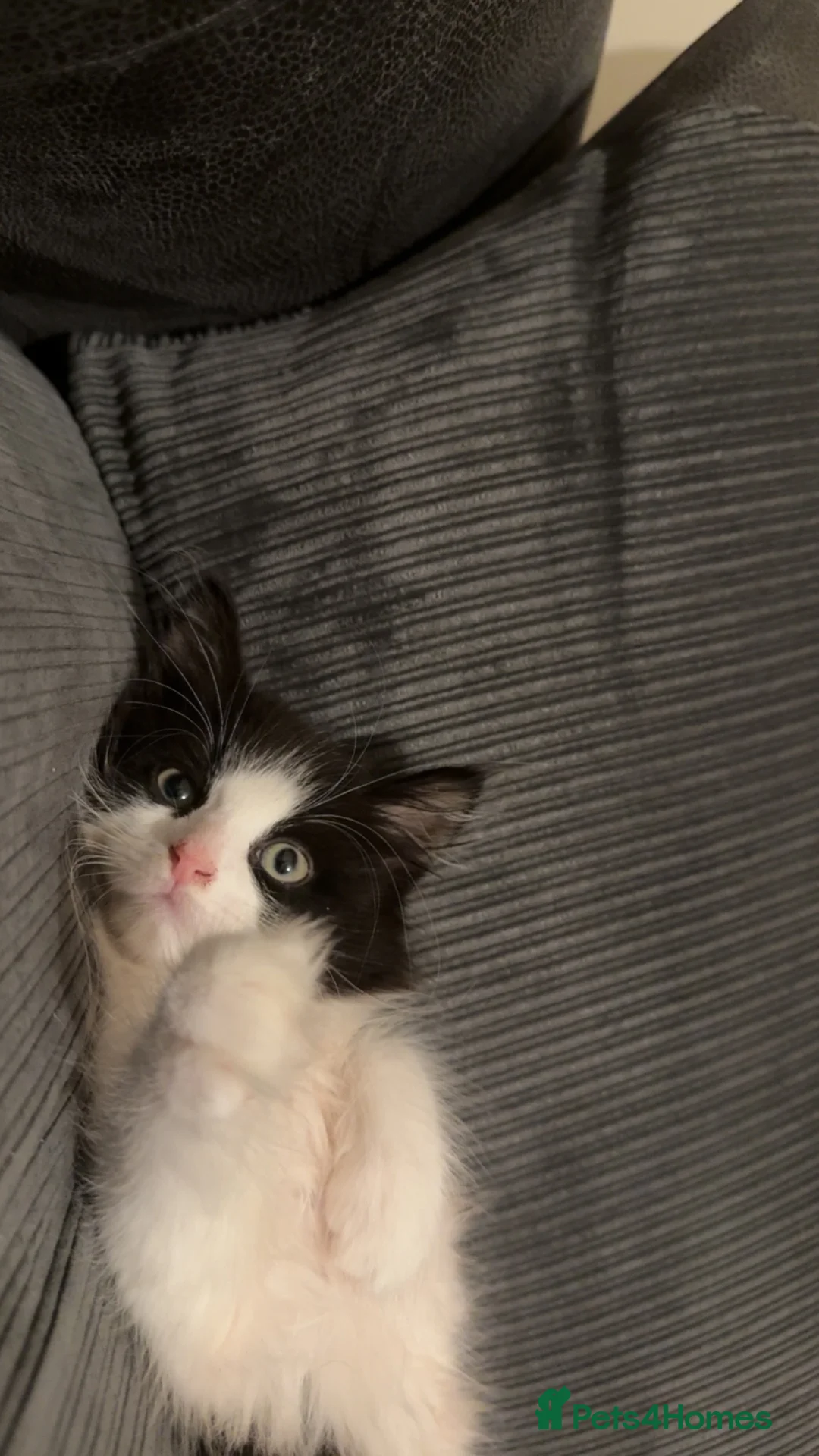 Mixed Breed cats for sale: Mix breed tuxedo kitten in Cheltenham - Advert 3