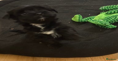Yorkshire Terrier dogs - Advert 12