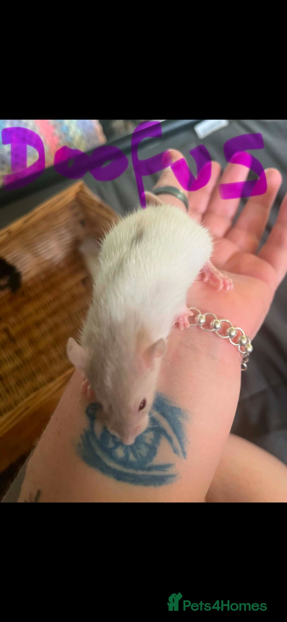 Rat rodents 8 baby girl rats - Advert 6