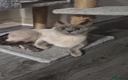 British Shorthair cats for sale: British Shorthair Cats for sale - Image 12