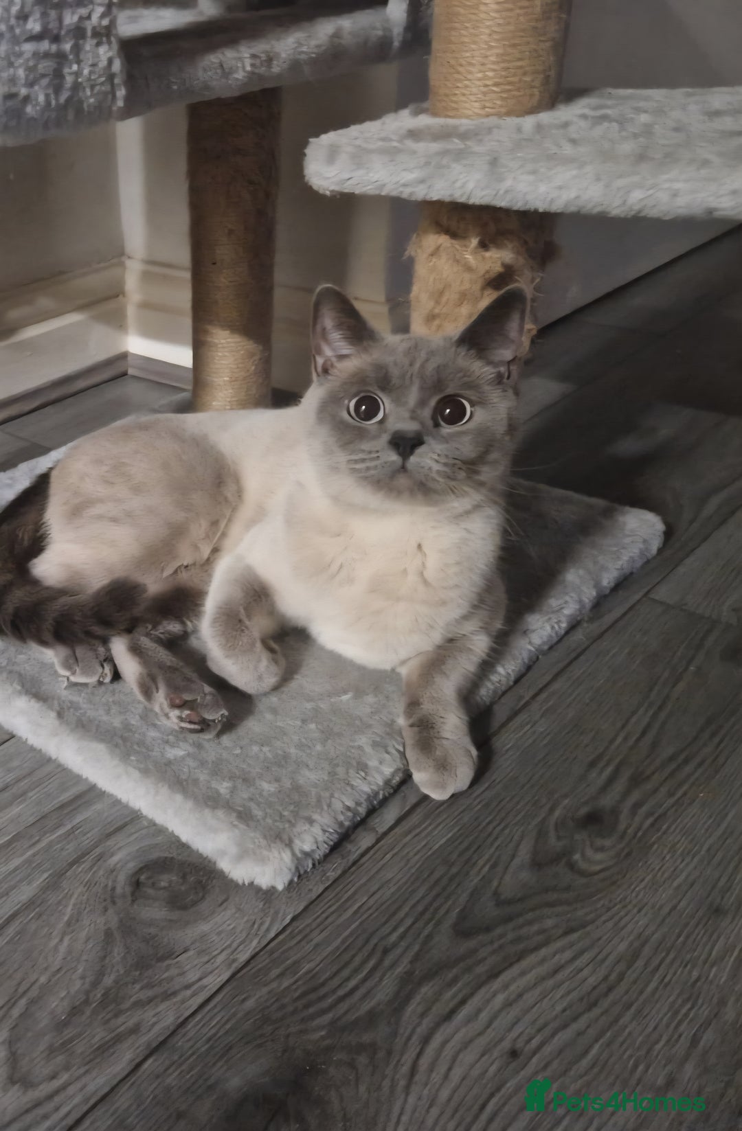British Shorthair cats for sale: British Shorthair Cats for sale - Image 12