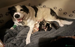 Mixed Breed dogs for sale: Collie Puppies for Sale - Image 1