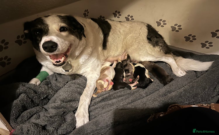 Mixed Breed dogs - Advert 1