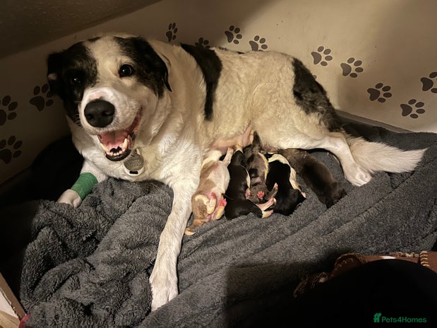 Mixed Breed dogs - Advert 1