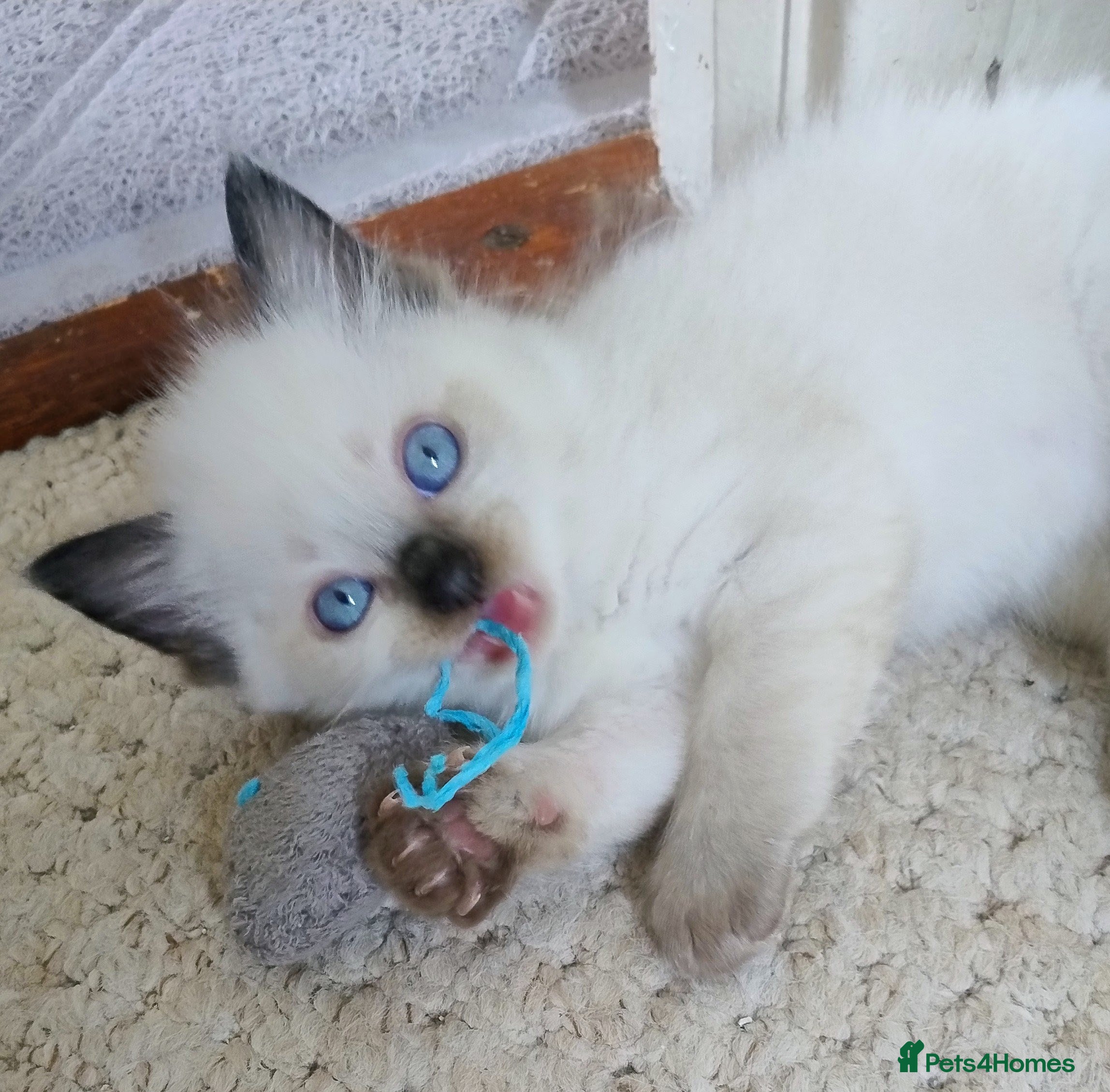 Ragdoll cats Pure bred Ragdolls need loving homes - Advert 2
