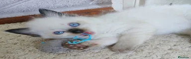 Ragdoll Kitten 1