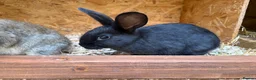 Mixed Breed rabbits for sale: Continental giant x  - Advert 11