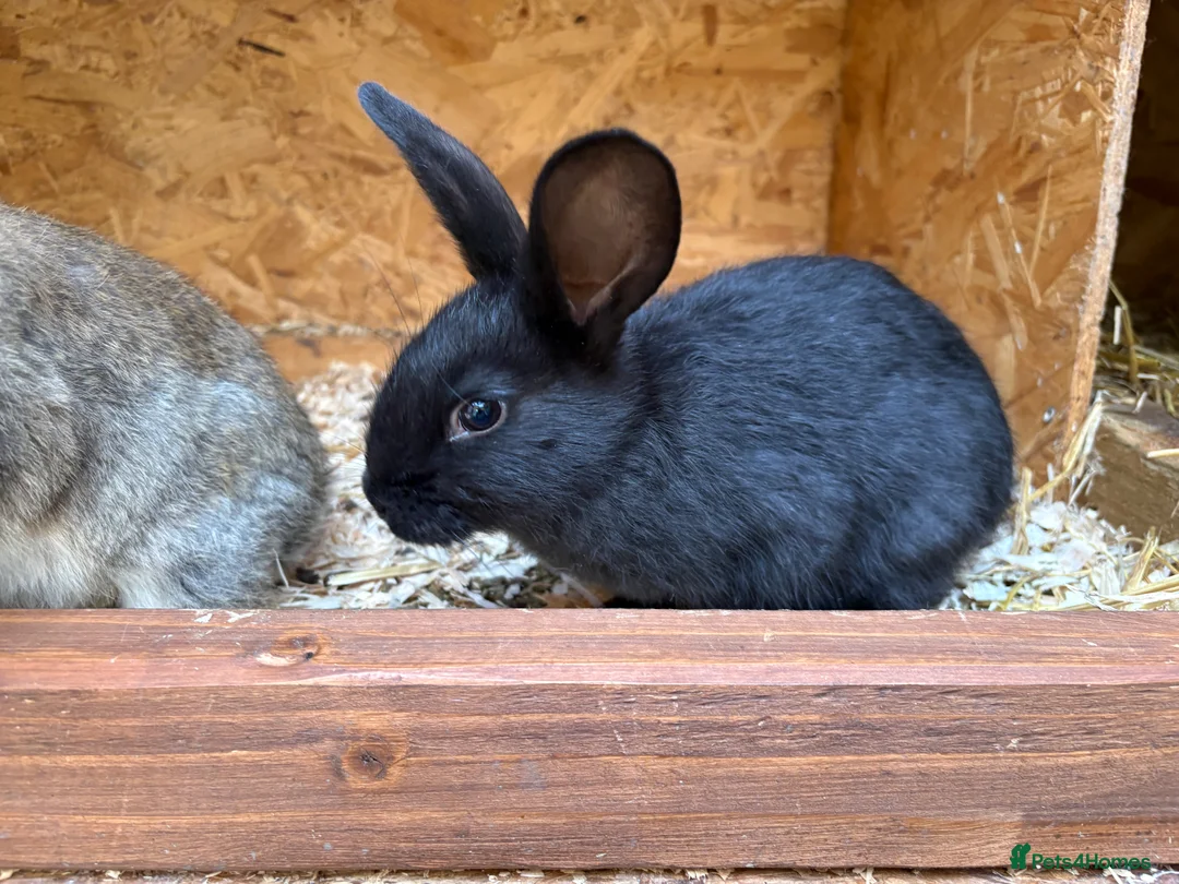Mixed Breed rabbits for sale: Continental giant x  - Advert 11