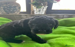 Miniature Poodle dogs for sale: KC Activity registered miniature poodles - Image 10