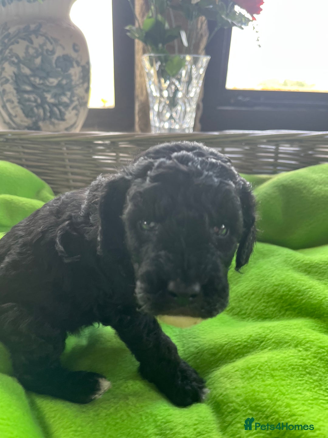 Miniature Poodle dogs for sale: KC Activity registered miniature poodles - Image 10