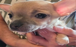 Chihuahua dogs for sale: 2 Chihuahua puppies left,ready now - Image 4