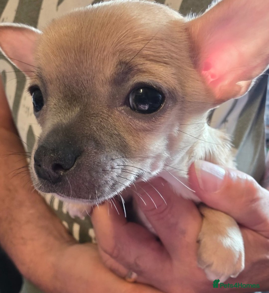 Chihuahua dogs for sale: 2 Chihuahua puppies left,ready now - Image 4