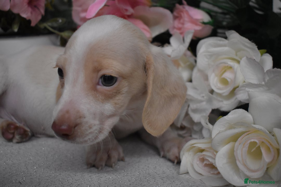 Miniature Dachshund dogs for sale: KC Smooth Coat Miniature Dachshund Puppies - Advert 8