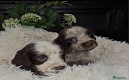 Cocker Spaniel dogs for sale: Exceptional Pedigree Show Type English Cockers  - Image 21