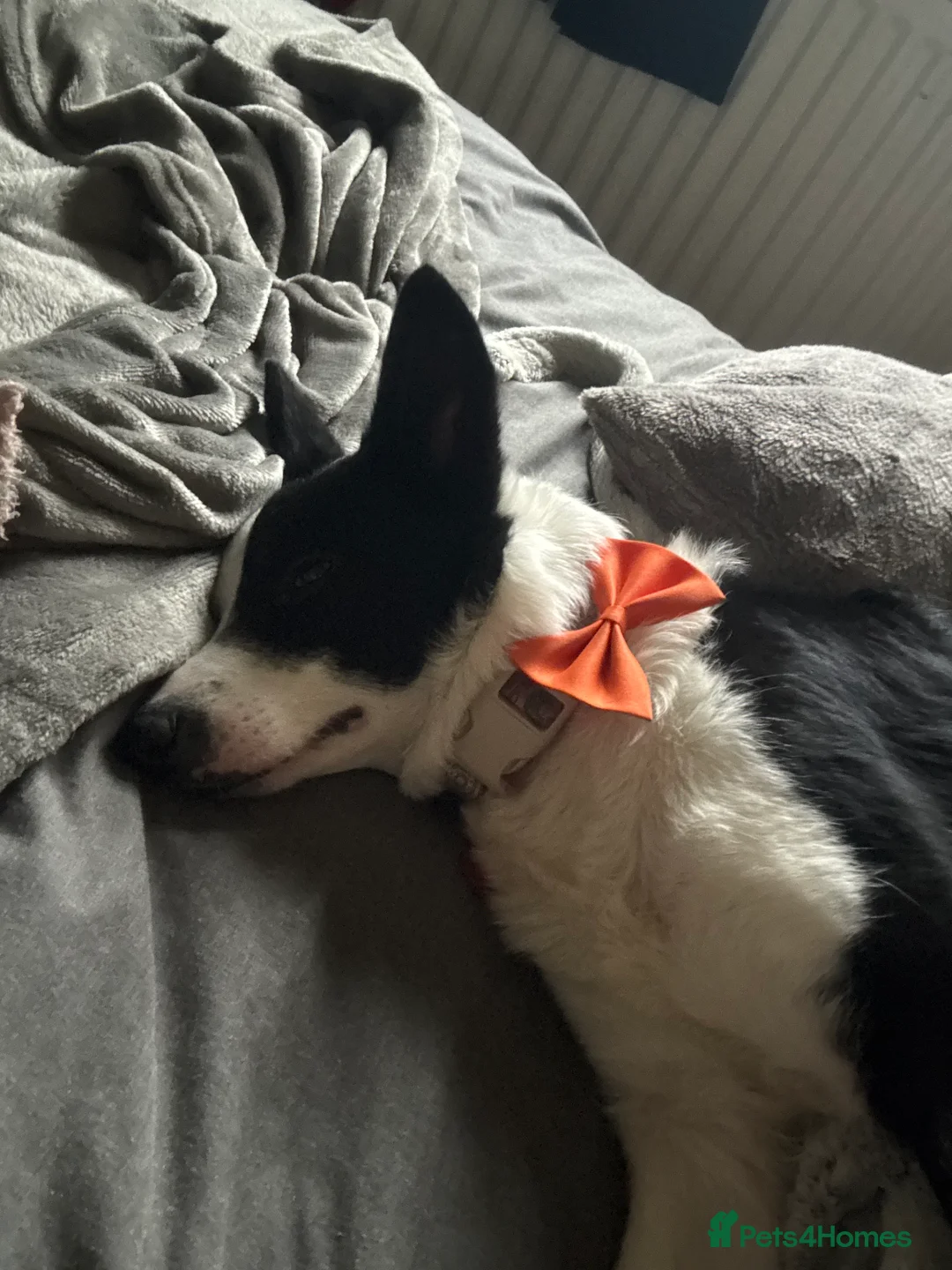 Border Collie dogs for sale: Jasmine 3years old  - Advert 5