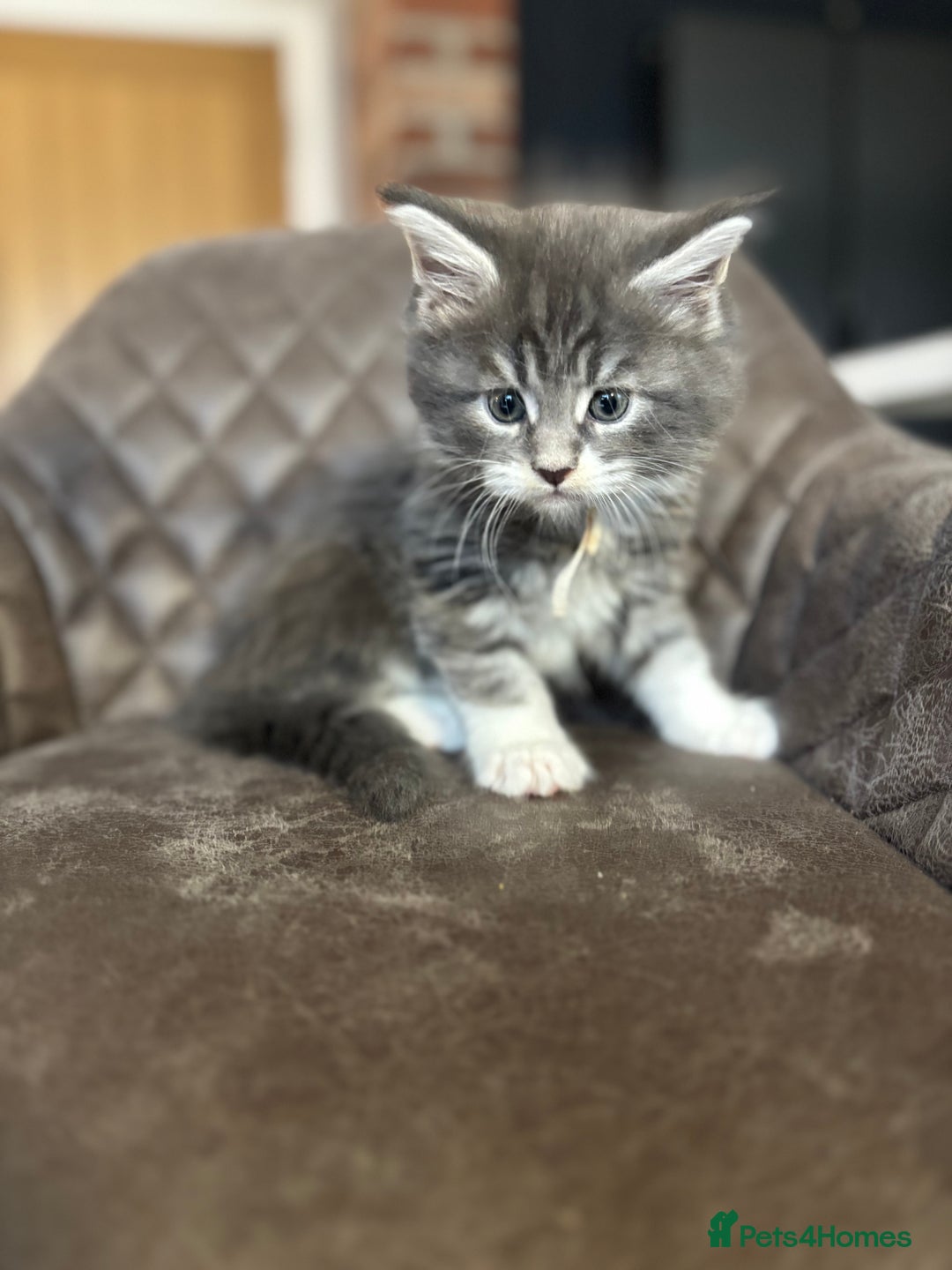 Maine Coon cats for sale: Maine Coon Kittens - Ready early Feb - Advert 18