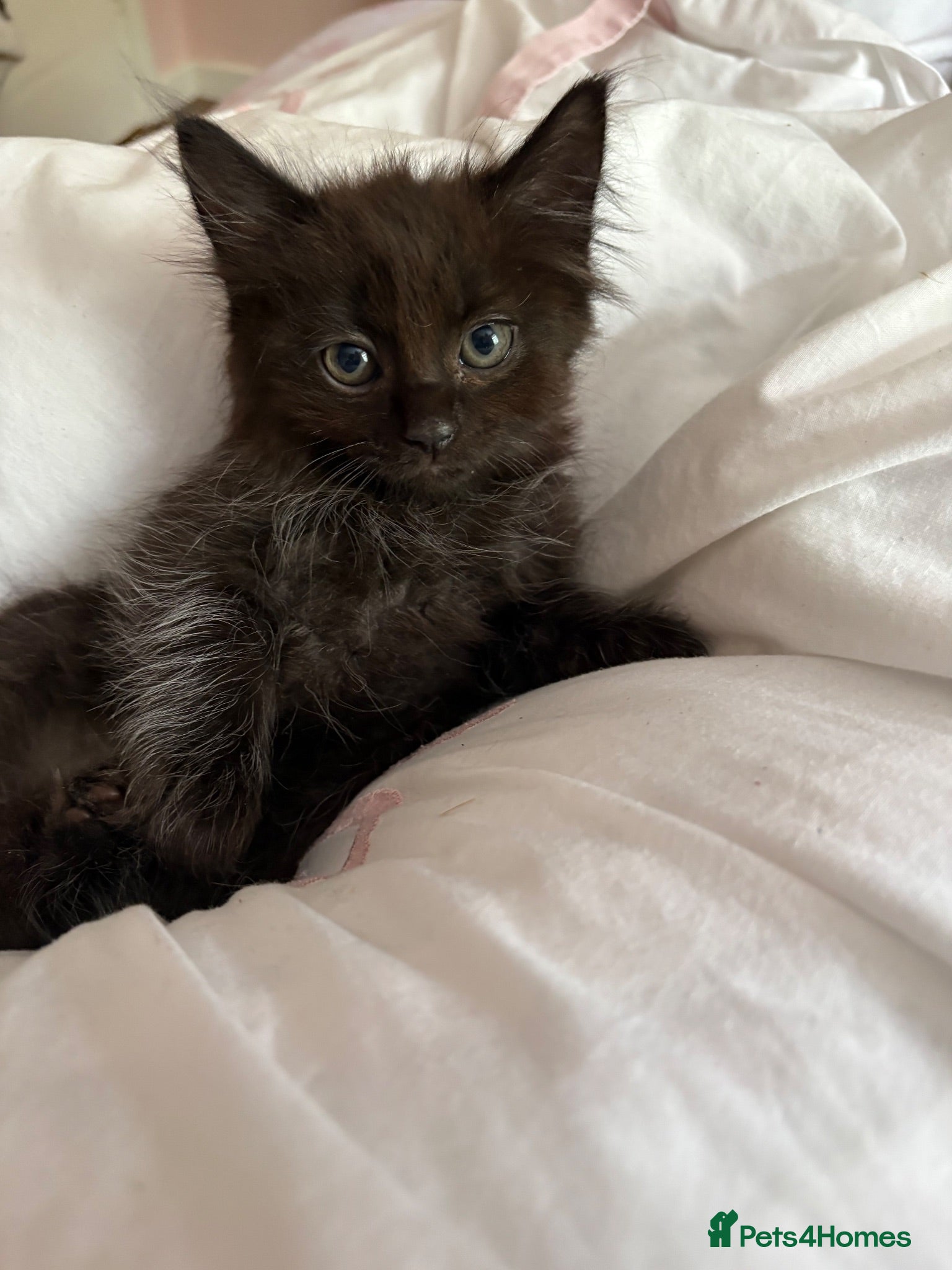 Mixed Breed cats Ragdoll available  - Advert 16
