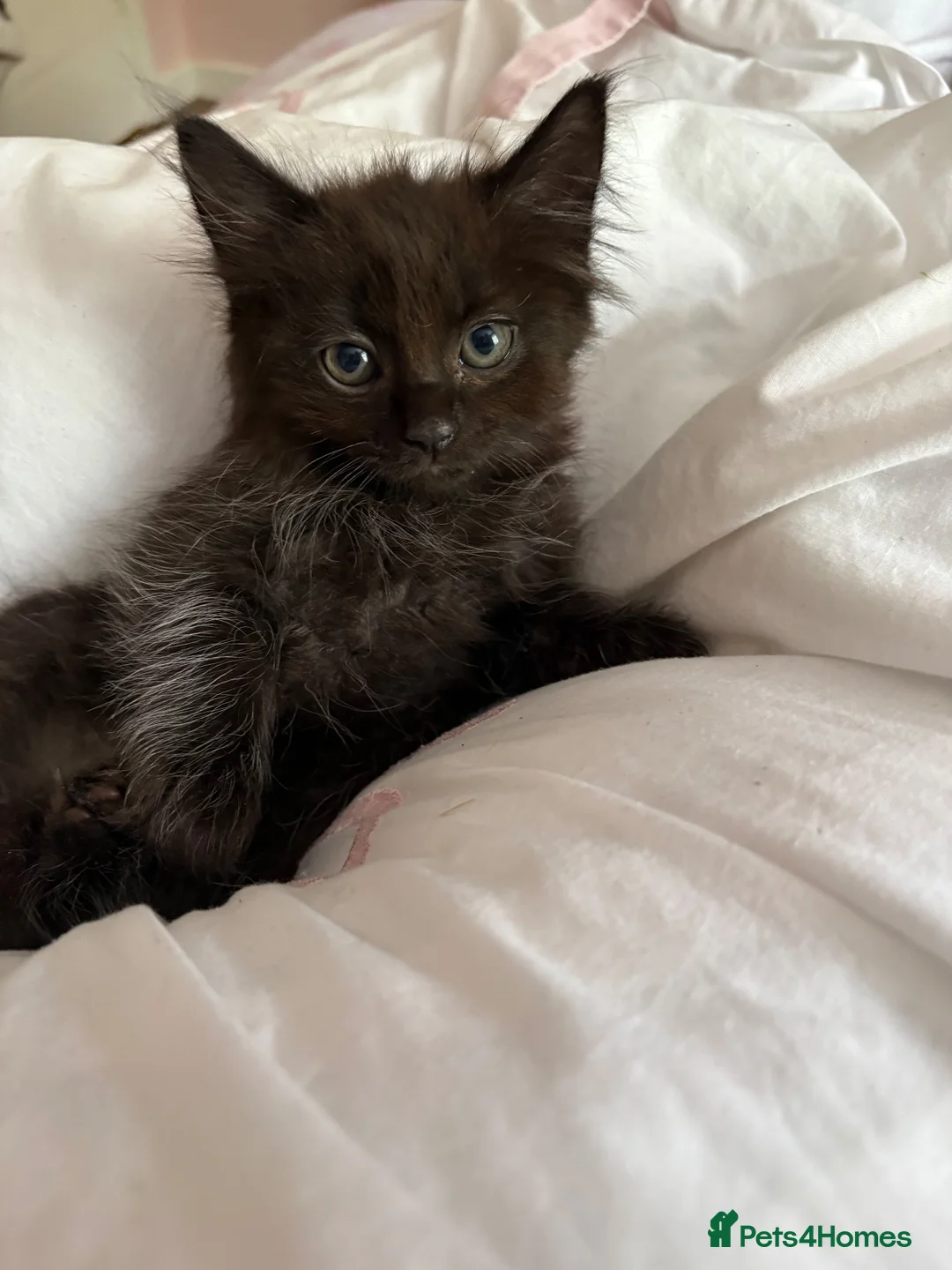 Mixed Breed cats for sale: Ragdoll available  - Advert 1