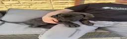 Cane Corso dogs for sale: Cane corso puppies ready for there forever home  in Nelson - Advert 6