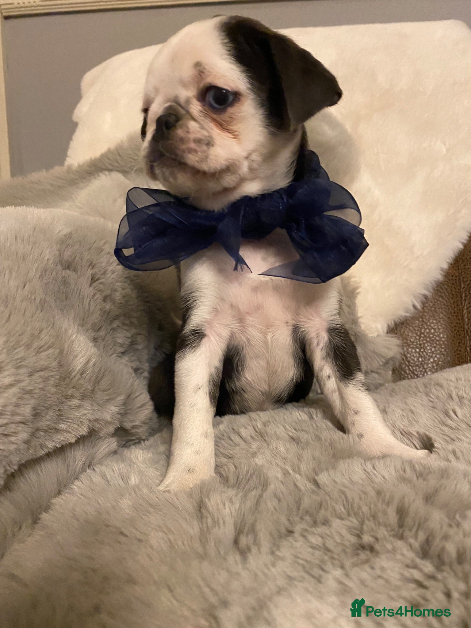 Pug dogs  Panda pug girl ready to leave 8/8/26 !!   🐶!! - Advert 5