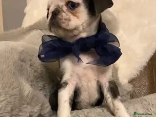 Pug dogs Panda pug girl ready to leave 8/8/26 !! 🐶!! - Advert 5