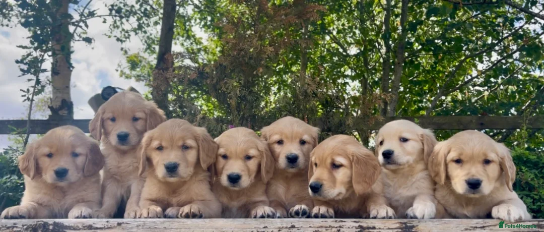 Golden Retriever dogs for sale: KC Reg Golden Retriever Puppies Health Tested  - Advert 2