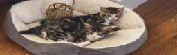 Mixed Breed cats for sale: 4 beautiful kittens - Advert 8