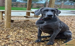 Weimaraner dogs for sale: 9 years old Winston looking for a new home  - Image 1
