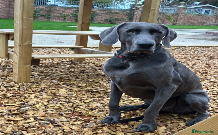 Weimaraner dogs - Advert 1
