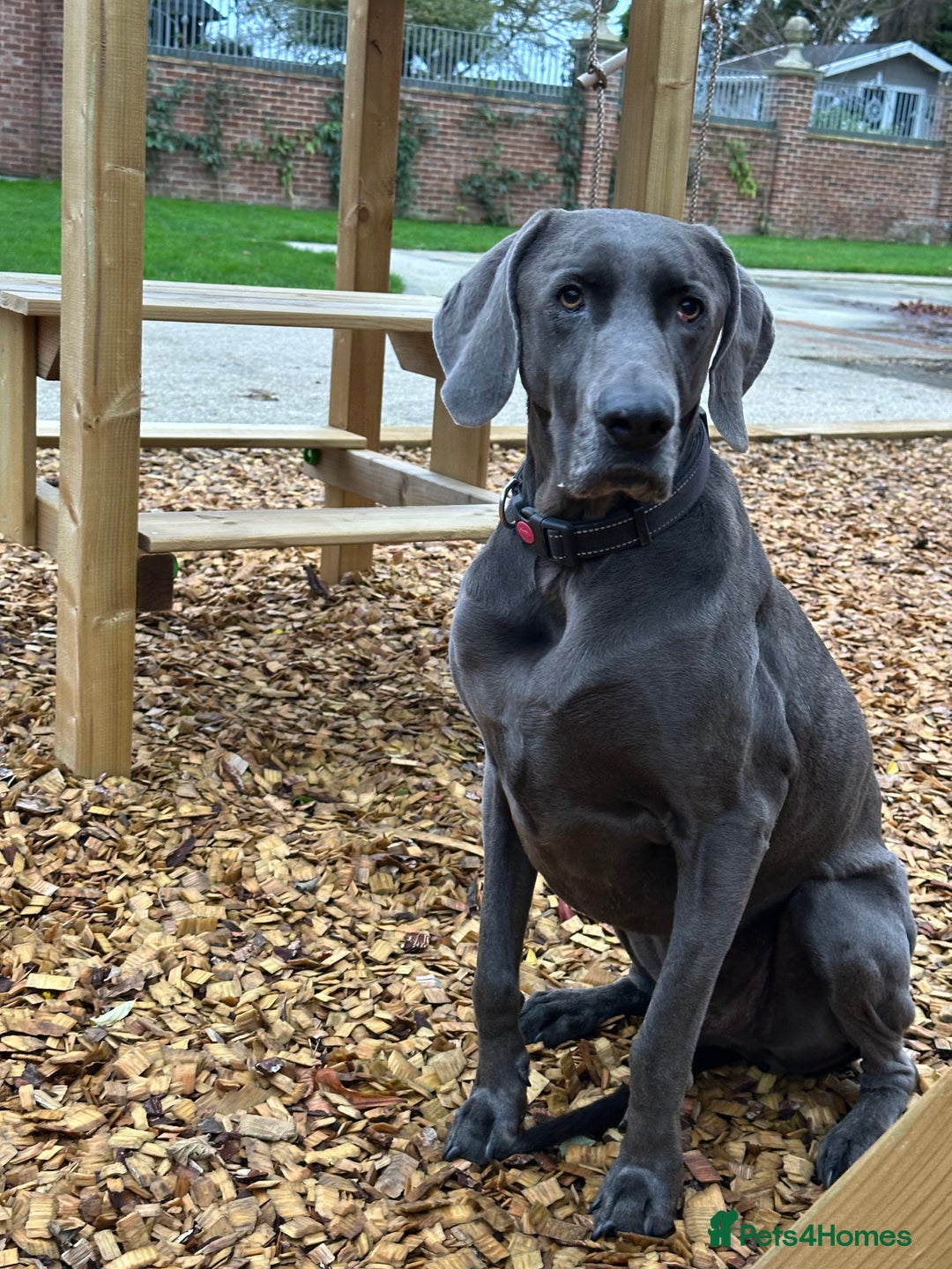 Weimaraner dogs for sale: 9 years old Winston looking for a new home  - Image 1