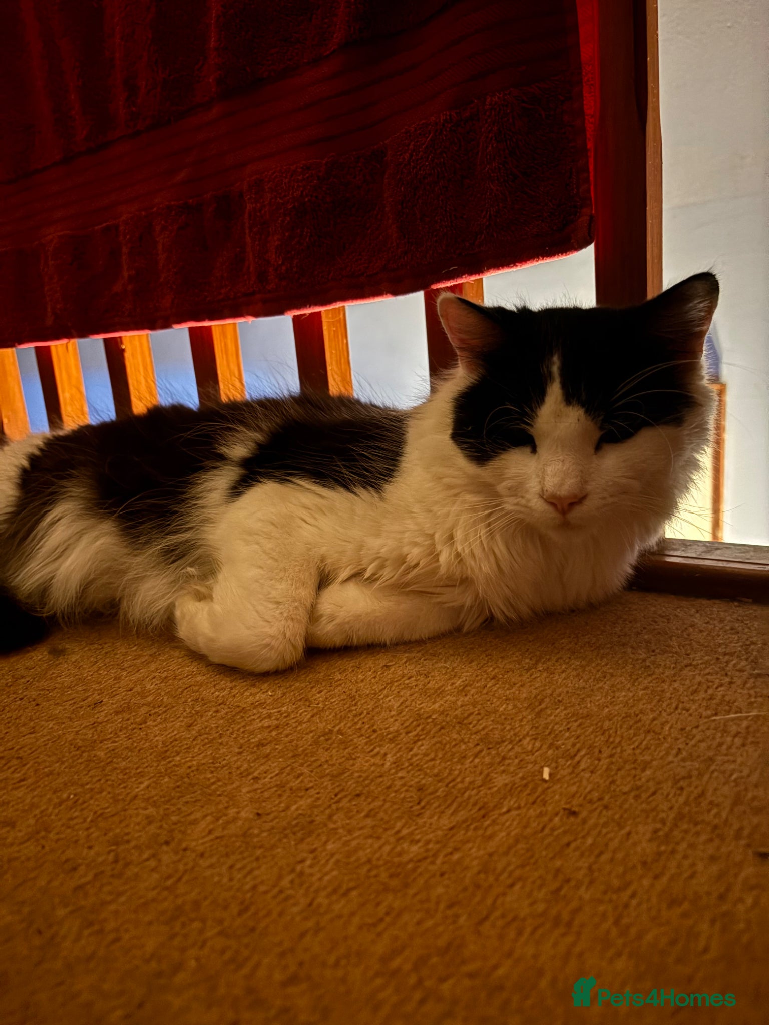 Mixed Breed cats Male cat for rehoming  - Advert 1