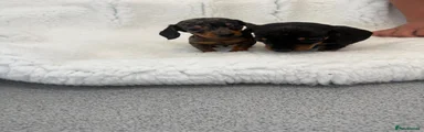 Miniature Dachshund 3