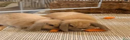 Mini Lop rabbits for sale: Two Beautiful Male Mini Lops with enclosure  in Aylesford - Advert 1