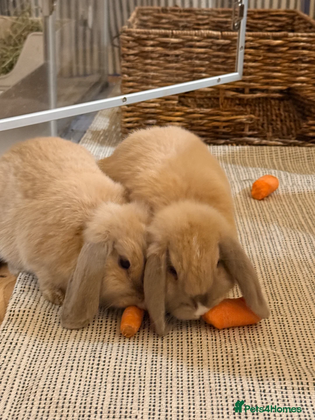 Mini Lop rabbits for sale: Two Beautiful Male Mini Lops with enclosure  in Aylesford - Advert 1