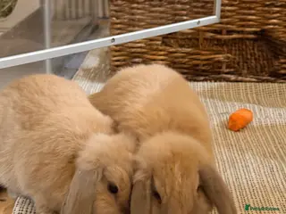Mini Lop rabbits Two Beautiful Male Mini Lops with enclosure - Advert 4