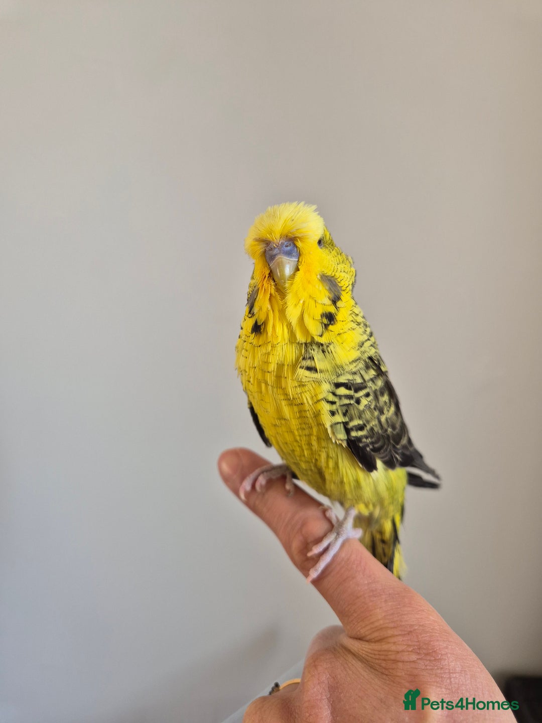Budgerigars birds for sale: Tamed Rare budgie - Advert 2