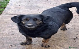 Mixed Breed dogs for adoption: Beautiful and Gentle LOLITA - for a Loving Home - Image 2