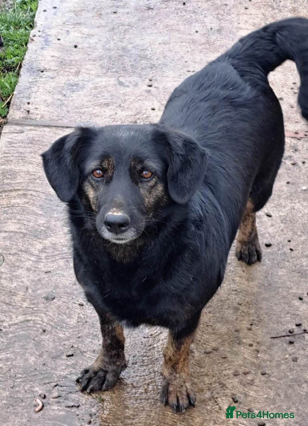 Mixed Breed dogs for adoption: Beautiful and Gentle LOLITA - for a Loving Home - Image 2