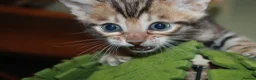 Bengal cats for sale: Last Boy Left! Brown Rosette Bengal Kitten! - Advert 12