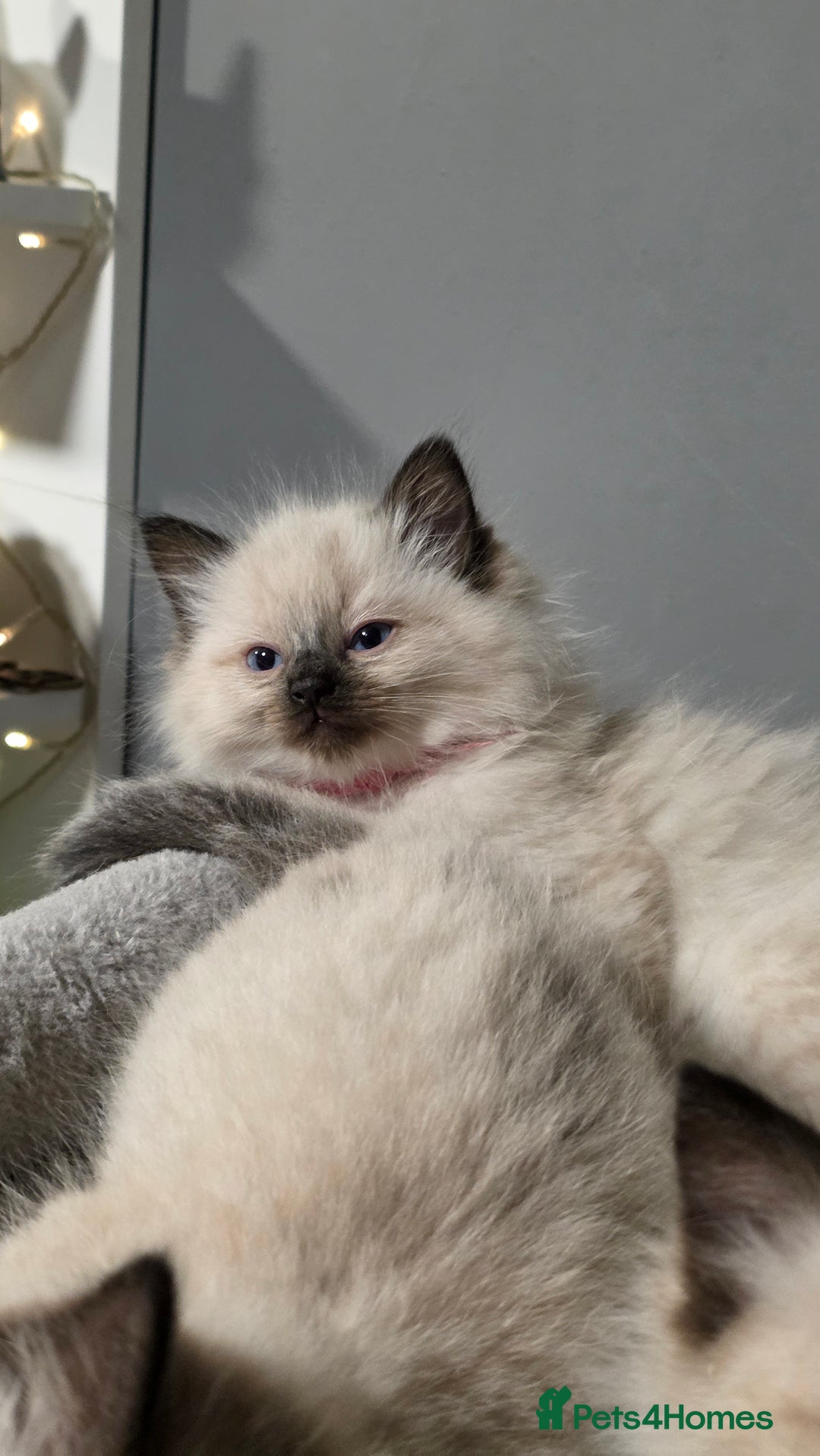 Ragdoll cats for sale: Adorable Ragdoll Kittens  - Advert 5