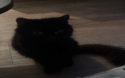 Siberian cats for sale: Elegant Black Fluffy Cat – Sweet, Calm, and Loving - Image 5