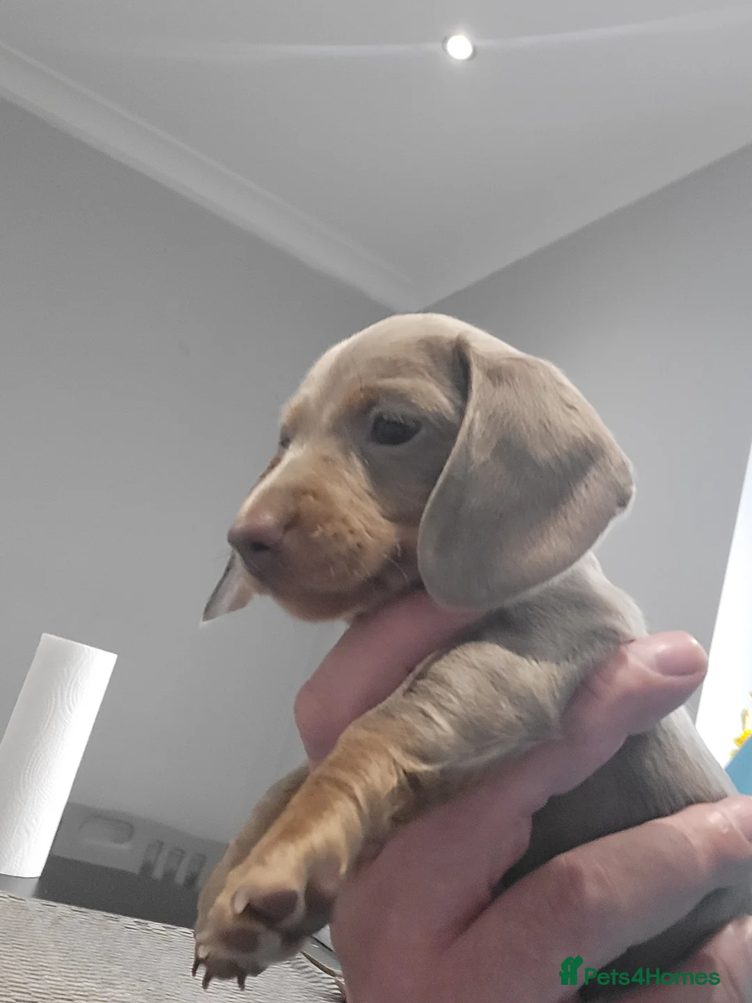 Miniature Dachshund dogs for sale: Minature dachshunds puppies "7 weeks old" - Advert 10