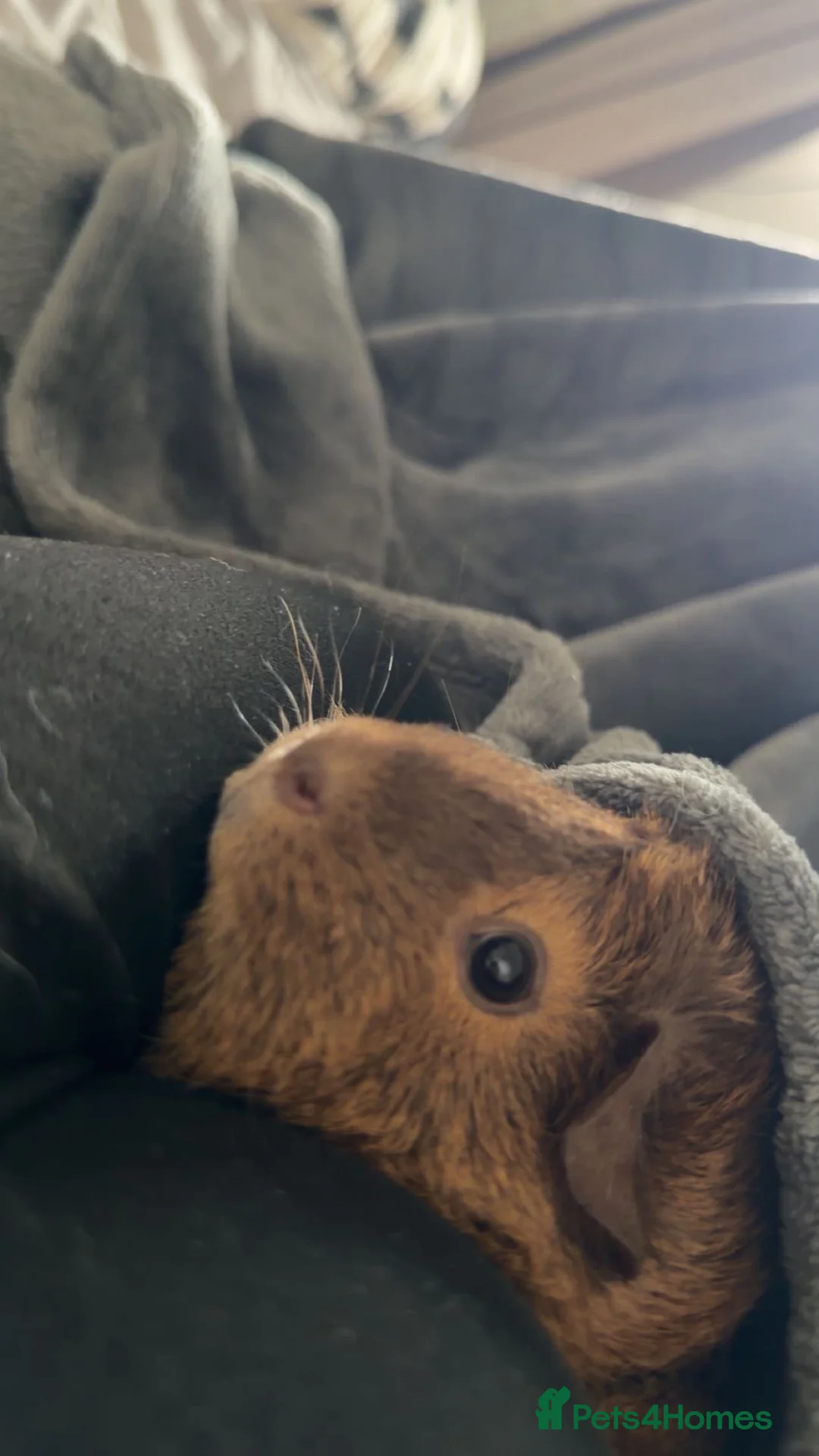 Guinea Pig rodents for sale: guinea pig in Bognor Regis - Advert 2
